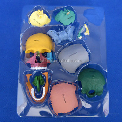 Advanced PVC Colored Skull Model Assembly for Anatomical Demonstration Demonstration