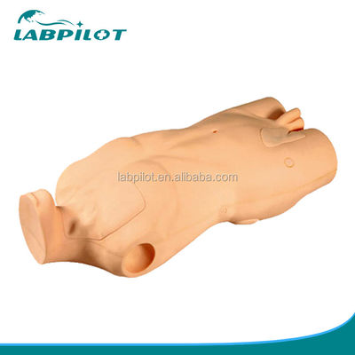 Advanced PVC Torso Model for Central Venous Injection and Puncture Skill Development