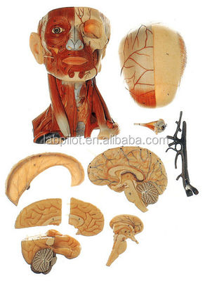 Educational Anatomy Demonstration Human Head Model with Muscles Nerves Brain Life Size