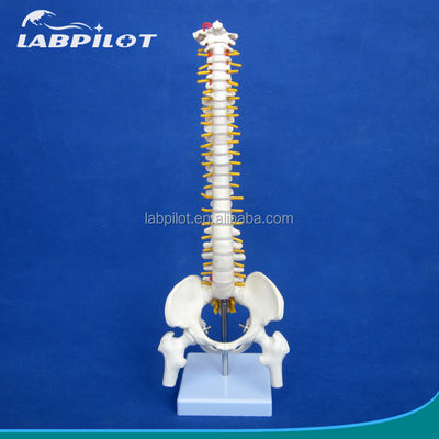 Small Spine Model with Vertebral Column Pelvis and Femur Heads 45CM Human Skeleton