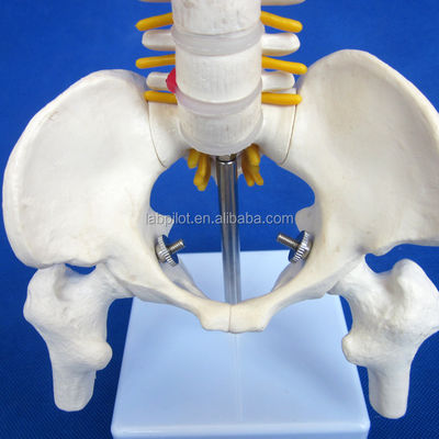 Small Spine Model with Vertebral Column Pelvis and Femur Heads 45CM Human Skeleton
