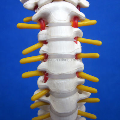 Small Spine Model with Vertebral Column Pelvis and Femur Heads 45CM Human Skeleton