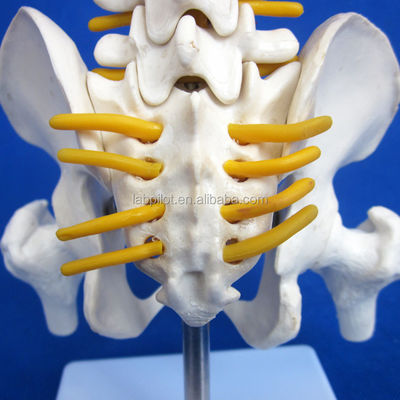Small Spine Model with Vertebral Column Pelvis and Femur Heads 45CM Human Skeleton