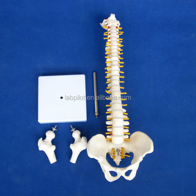 Small Spine Model with Vertebral Column Pelvis and Femur Heads 45CM Human Skeleton