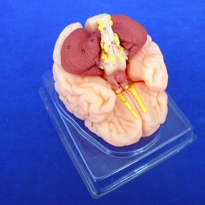 Human Brain Model 8 Parts Anatomical Model for Schools and Educational Institutions