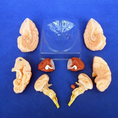 Human Brain Model 8 Parts Anatomical Model for Schools and Educational Institutions