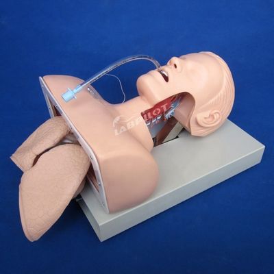 Electronic Intubation Training Head for Advanced Airway Management Model NG Tube Function