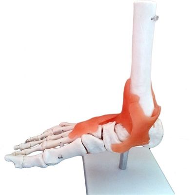 Life-Size Anatomical Structure of Foot Human Medical Foot Joint Bone Model for Demonstration