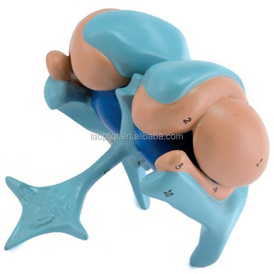 Advanced PVC Ventricle and Basal Nuclei Brain Model Perfect for Educational Purposes