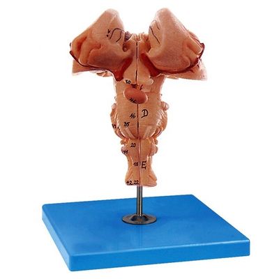 Amplified Brainstem Model The Must-Have for Schools' Medical Anatomical Demonstration