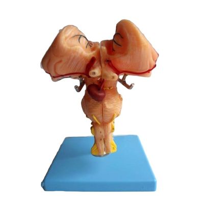 Amplified Brainstem Model The Must-Have for Schools' Medical Anatomical Demonstration