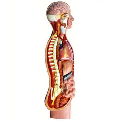 Human Autonomic Parasympathetic Nerve Spinal Cord Anatomy Model Advanced PVC Teaching Aids