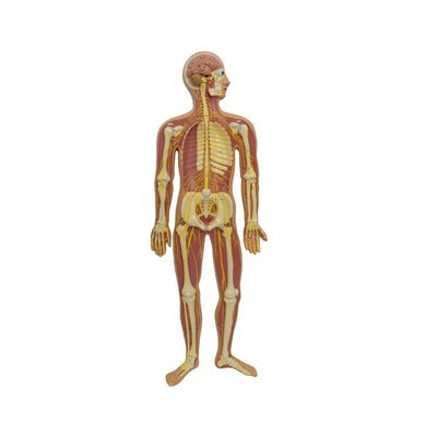 Human Autonomic Parasympathetic Nerve Spinal Cord Anatomy Model Advanced PVC Teaching Aids