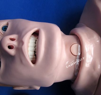 Professional Human Life Size Manikin for Adult Half Body CPR and Intubation Training