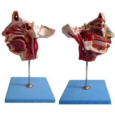 Medical Science Detailed Anatomy of 100 Nerves and Vessels within Facial Skull Model