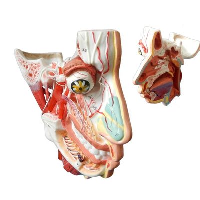 Medical Science Detailed Anatomy of 100 Nerves and Vessels within Facial Skull Model