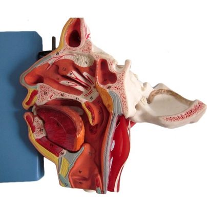 Human Life Size Head and Face Anatomy Model for Patients Care Demonstration