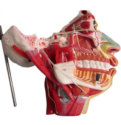 Human Life Size Head and Face Anatomy Model for Patients Care Demonstration