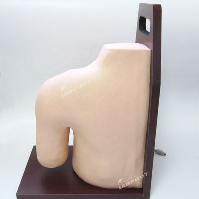 Advanced PVC Medical Training Shoulder Joint Intracavitary Injection Simulator Teaching Model