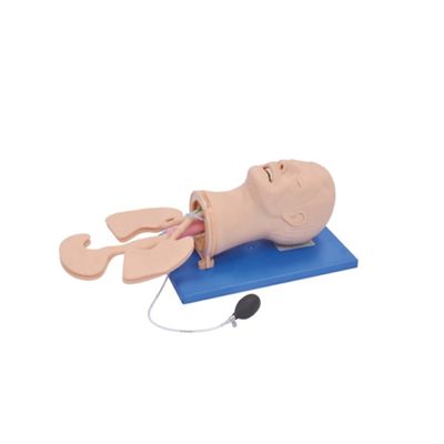 Advanced PVC Airway Management Model for Healthcare Intubation and Suction Training