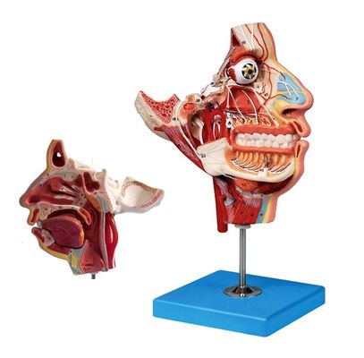 Human Life Size Head and Face Anatomy Model for Patients Care Demonstration