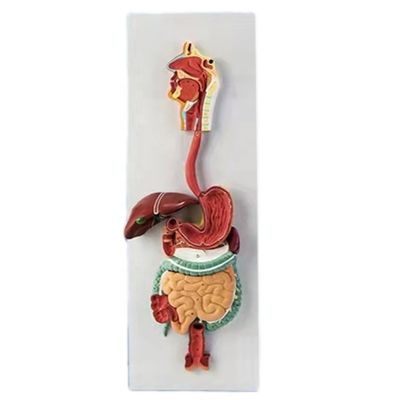 Advanced PVC 3D Human Digestive System Anatomical Model for Medical Demonstrations