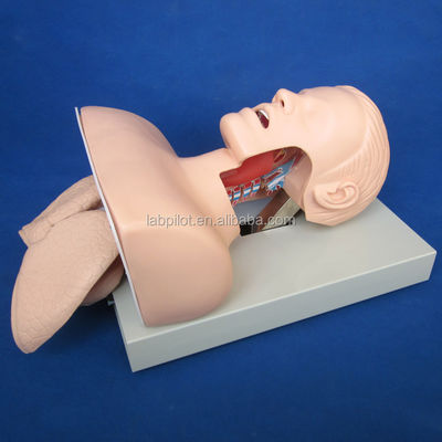 Electronic Tracheal Intubation Training Model with Inflatable Lung NG Tube and Suction Simulator Ideal