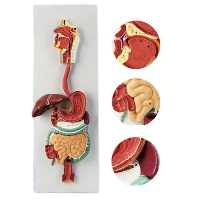 Advanced PVC 3D Human Digestive System Anatomical Model for Medical Demonstrations