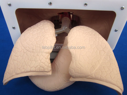 Electronic Tracheal Intubation Training Model with Inflatable Lung NG Tube and Suction Simulator Ideal
