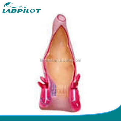 Detailed Anatomy Structures Human Rectum and Anal Canal Model for Medical Conferences