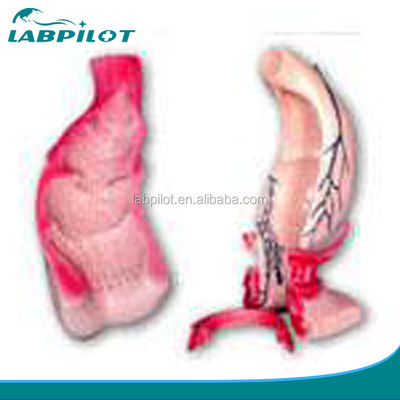 Educational Model of the Rectum and Anal Canal with Advanced PVC Material