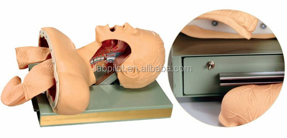 Electronic Warning Oral and Nasal Intubation Trainer for Emergency Skills Training