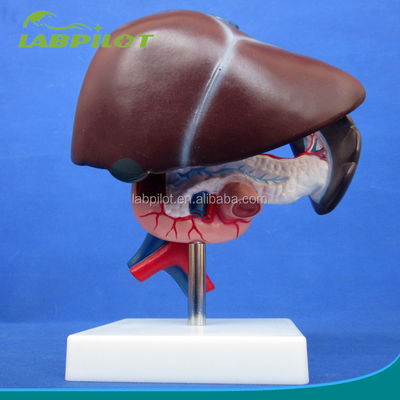 Function Human Liver Medical Anatomical demonstration of Pancreas and Duodenum Model