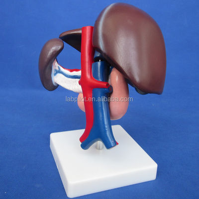 Function Human Liver Medical Anatomical demonstration of Pancreas and Duodenum Model