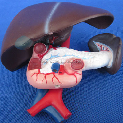 Function Human Liver Medical Anatomical demonstration of Pancreas and Duodenum Model