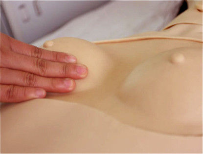Gender-Specific Genital Mannequin for Medical Science Training Caregiver Edition