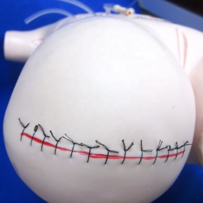 Realistic Appendectomy Teaching Model for Bandage and Suture Skills Surgical Dummy