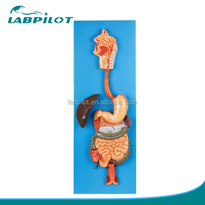 Categories Human Digestive System Model for Anatomical Demonstration and Education