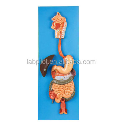 Categories Human Digestive System Model for Anatomical Demonstration and Education