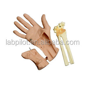 Advantageous Advanced Wrist Arthroscopy Model for Vivid Anatomical Structure of Wrist
