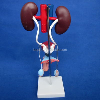 Human Life Size Anatomical Urinary Model for Detailed Study of Male Urogenital System