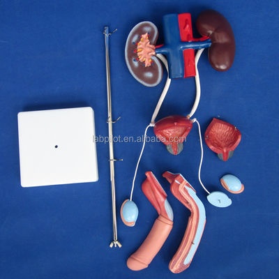 Human Life Size Anatomical Urinary Model for Detailed Study of Male Urogenital System