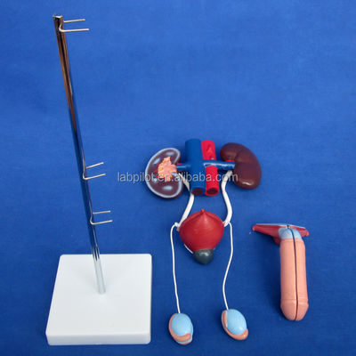 Human Life Size Anatomical Urinary Model for Detailed Study of Male Urogenital System