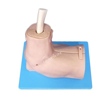 Vivid Shoulder Joint Anatomy Training Model with Detachable Shoulder Arthroscopy Simulator