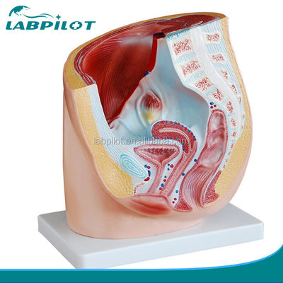 Detailed Anatomy Human Female Pelvis Model in Advanced PVC for Medical Practice