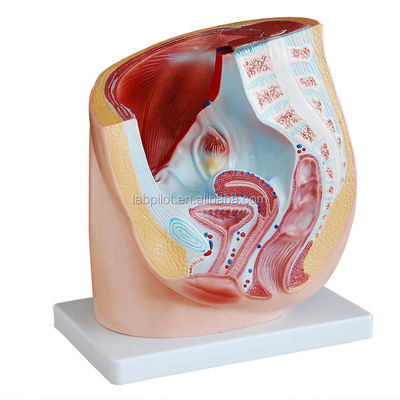 Detailed Anatomy Human Female Pelvis Model in Advanced PVC for Medical Practice