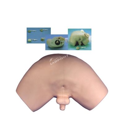 Prostate Diseases Model Patients Care Demonstration with Vivid Human Teaching Model