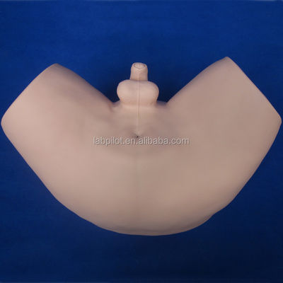 Prostate Diseases Model Patients Care Demonstration with Vivid Human Teaching Model