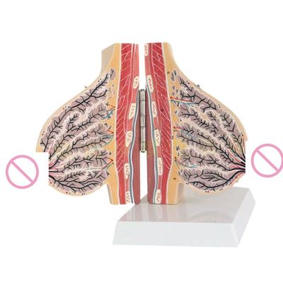 3D Human Teaching Breast Model for Medical Education during Lactation and Training