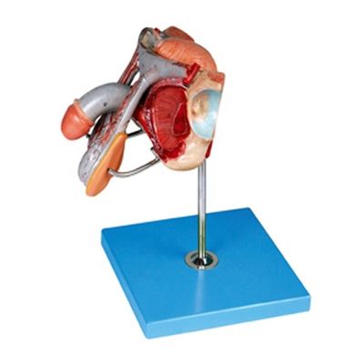Male Genital Organs Model Detailed Anatomy for Educational and Academic Institutions